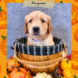 Kaycee - Dark golden female Golden Retriever puppy in Shelton, Washington from Kennedy Goldens