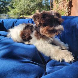 Sweet Pup's Oreo Pie - Parti female Miniature Schnauzer puppy in North Zulch, Texas from Sweet Pup Schnauzers