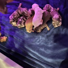 Dachshund Puppies from JnA Dachshunds