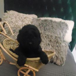 Max - Black male Poodle puppy in Arkansas from Harper's Pups