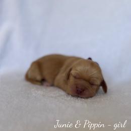Pebble - Caramel female Australian Labradoodle puppy in Belding, Michigan from Rutu Australian Labradoodles