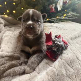Estella - Brown and white female Siberian Husky puppy in Ravena, New York from Osiris’s Siberians & Pomskies