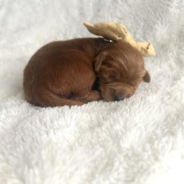 Companion Cross and Goldendoodle Puppies from Abby Chaffee