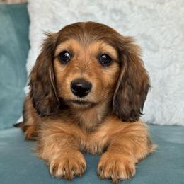 Liberty AKC 3000 - Cream female Dachshund puppy in Krum, Texas from Tired Chef Dachshunds