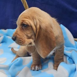 June bug - Mahogany and white female Basset Hound puppy in Big Rapids, Michigan from Basket Hound Bassets