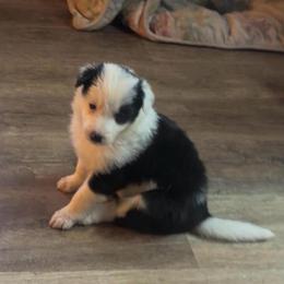 Saiga (Sigh-guh) - Black and white female Border Collie puppy in Lebanon, Oregon from Cahill’s Canines
