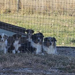 Australian Shepherds from Waterworth Australian Shepherds