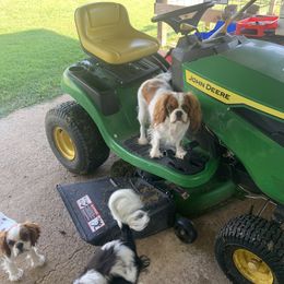 Cavalier King Charles Spaniel Puppies from Reynolds Farms Cavaliers