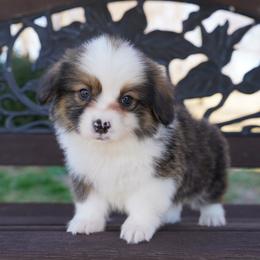 FLUFFY COAT-JAM - Sable male Pembroke Welsh Corgi puppy in Berea, Kentucky from SunShine Corgis