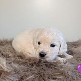 Girl 2 - female Golden Retriever puppy in Rotterdam, New York from Sweetwater Goldens