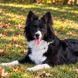 Coco - Border Collie