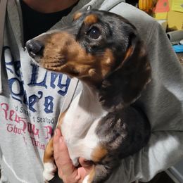 Gus - Dachshund