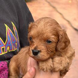 Thor - Apricot male Cavapoo puppy in Jackson, California from Oodles & Doodles