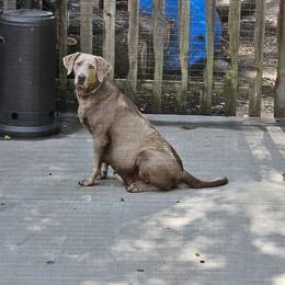 Nyla - Labrador Retriever