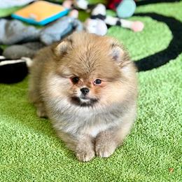 CAIN - Orange male Pomeranian puppy in Willis, Texas from Treasured Jewels Pomeranians