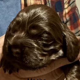 Mocha - Brown and tan female Cocker Spaniel puppy in Memphis, Tennessee from Cordova Cockers