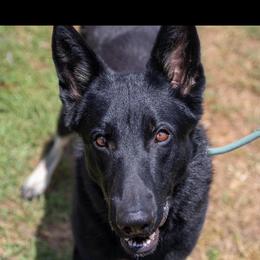 Jiro - German Shepherd