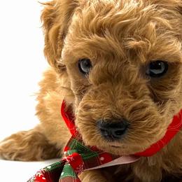 Mal-Shis, Maltese, Poodles, and Shih Tzus from Natalie's Happy Fur Paw Shih-Tzues and More
