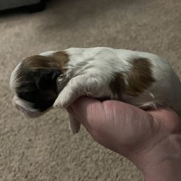 Boy 2 - Brindle Shih Tzu puppy in Johnstown, Pennsylvania from Country Shih Tzu