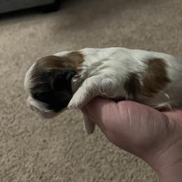 Boy 2 - Brindle Shih Tzu puppy in Johnstown, Pennsylvania from Country Shih Tzu