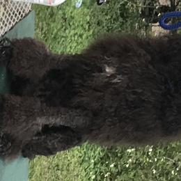 Shiny - Poodle
