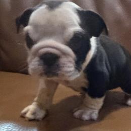 Deedee - Black tri-color female Bulldog puppy in Salem, Illinois from Itsabulldogthing
