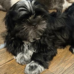 Johnny - Black male Shih Tzu puppy in Scottdale, Pennsylvania from Nancy’s Majestic Shih Tzus