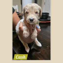 Cash - Cream male Goldendoodle puppy in Richmond, Virginia from Highland Grove Doodles, LLC