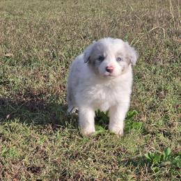 Duke - Slate merle male Border Collie puppy in Ripley, Oklahoma from Adventure5 Border Collies