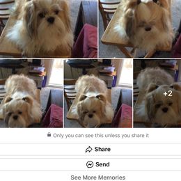 Shih Tzu Puppies from RONNIE SAN JUAN