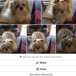 Shih Tzu Puppies from RONNIE SAN JUAN