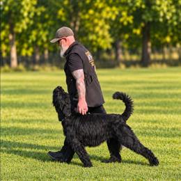 Luka - Giant Schnauzer