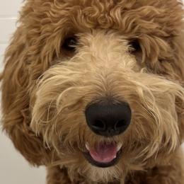 Goose - Goldendoodle