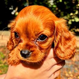 Allegheny aka Allie - Ruby female Cavalier King Charles Spaniel puppy in Watsontown, Pennsylvania from Huntsman Cavaliers