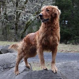 Golden Retrievers from StoneFly Retrievers