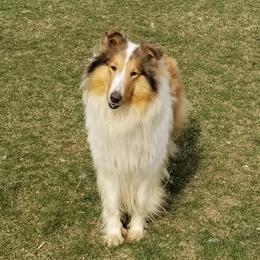 Lassie - Collie