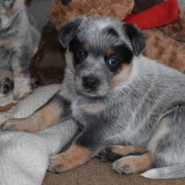 Australian Cattle Dog Puppies from Lyla Hinman