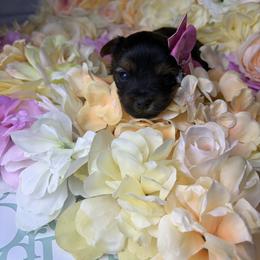 Penny - Black and tan female Yorkshire Terrier puppy in Illinois from Pretty Little Yorkies