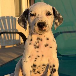 Male 5 - White and black male Dalmatian puppy in Lake Mathews, California from Bully Market