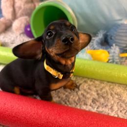 Bubby    2500.00 - Black and tan male Dachshund puppy in Oscoda, Michigan from Northland Dachshunds