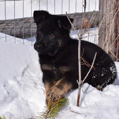 German Shepherd Puppies from BK German Shepherds