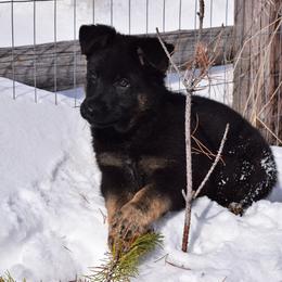German Shepherd Puppies from BK German Shepherds