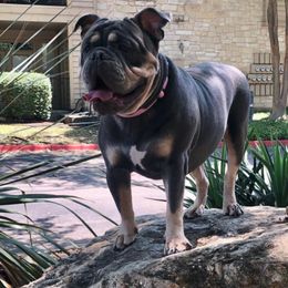 Bulldogs and French Bulldogs from Shine Sky Kennel