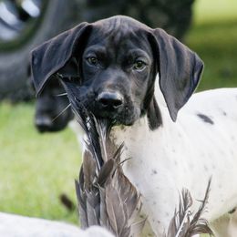 German Shorthaired Pointer and Labrador Retriever Puppies from LL Gun Dogs, LLC