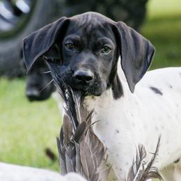 German Shorthaired Pointer and Labrador Retriever Puppies from LL Gun Dogs, LLC