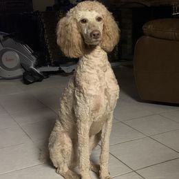 Willa May - Poodle