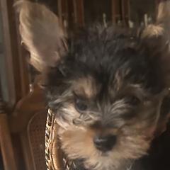 Sporty Mixes from Shirley's Yorkie poos