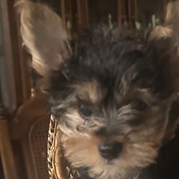 Sporty Mixes from Shirley's Yorkie poos