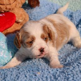 Levi - Blenheim male Cavapoo puppy in Fort Worth, Texas from Creekwood Miniature Cavapoos