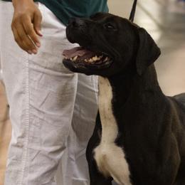 American Bulldogs and Gordon Setters from Nobilis Kennels